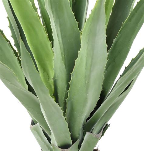 Agave Furcraea Artificielle 175 00