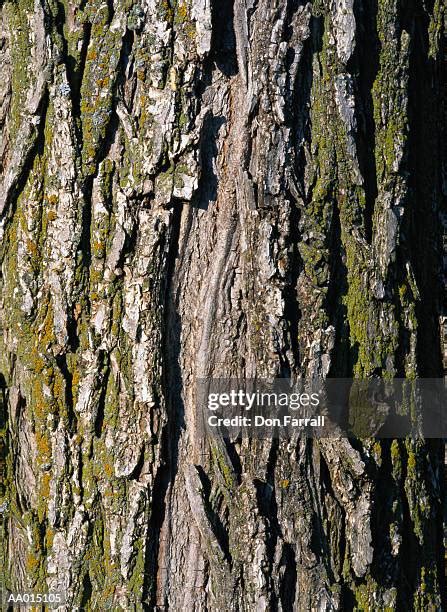 lumpy tree stock  high res pictures  images getty images