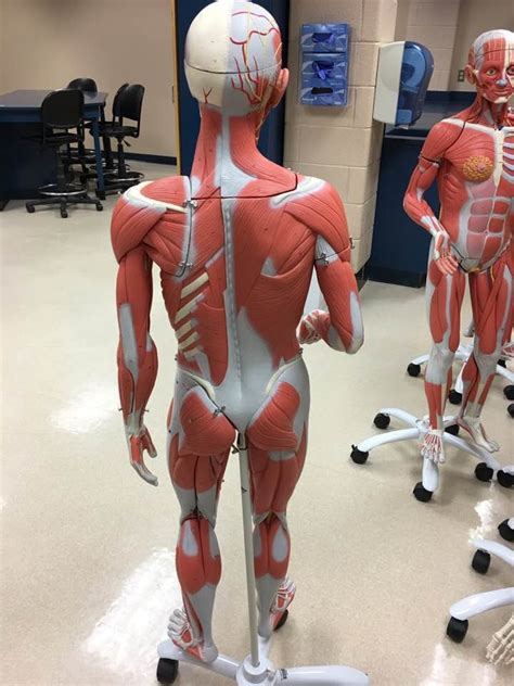 Muscle Man Model Body Muscles Posterior Diagram Quizlet