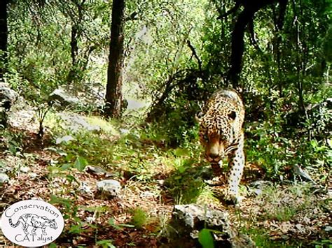 Only Known Wild Jaguar In The U S Spotted In Arizona Earthjustice