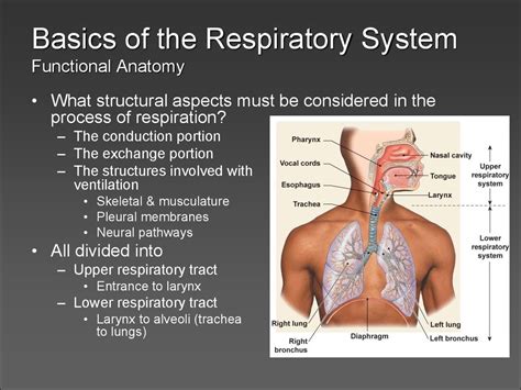 Respiratory physiology - презентация онлайн