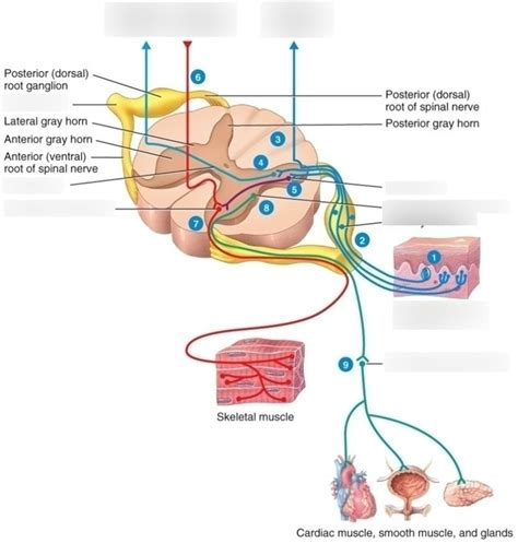 Ch 13 Nerve Impulse Pathway Diagram Quizlet