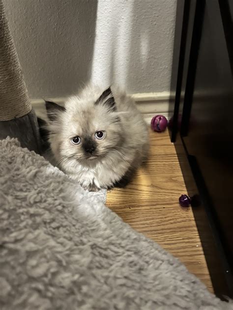 Himalayan Persian Cats For Sale Houston TX 427832