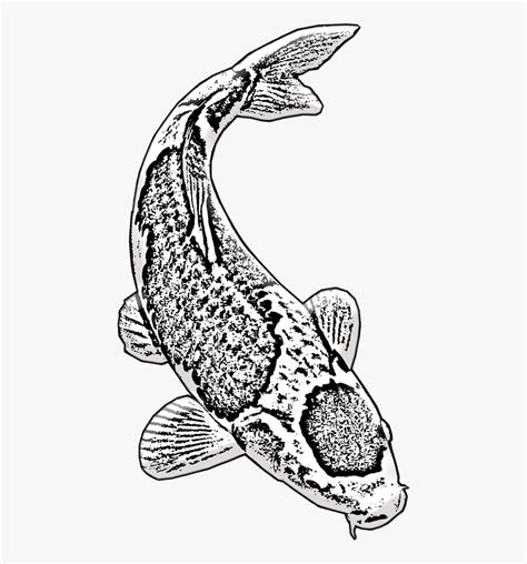 Koi Fish Koi Aquarium - Ikan Koi Hitam Putih , Free Transparent Clipart - ClipartKey