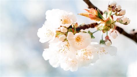 How To Get Seeds From A Cherry Blossom Tree - About Tree