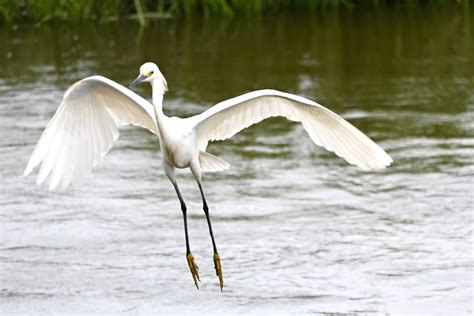 Urban Wildlife Guide: Snowy Egrets