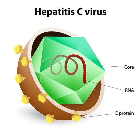 Hepatitis C Symptoms Treatment Causes What Is Hepatitis C