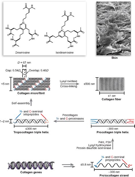 Collagen Structure