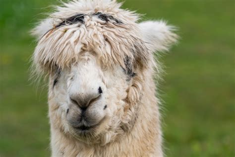 Alpaca, Mountain Llama, Lama Pacos Free Stock Photo - Public Domain ...