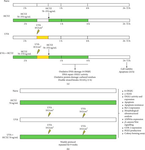 Figure 1 From Hydrochlorothiazide Use And Risk Of Nonmelanoma Skin