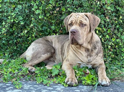 Pitbull Mastiff Mix – Friendly Big Guardian Dog