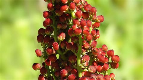 Edible Vs Poison Sumac — Learn The Difference Learn Your Land