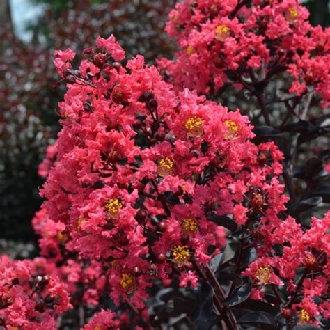 Lagerstroemia Indica Midnight Magic C L Tige M Tous Les Arbres