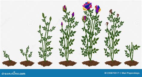 Rose Life Cycle Diagram