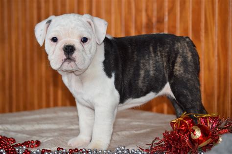 Miniature Bulldog Puppy For Sale Female Oreo Dundee, Ohio – AC Puppies LLC