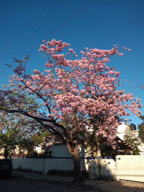 Calles cubiertas de Palo de Rosa Descubre dónde puedes verlas