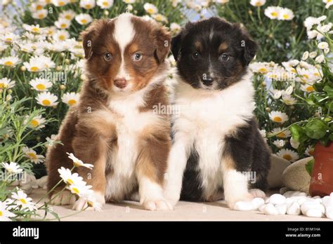 Two Australian Sheperd Puppies Sitting In Front Of Flowers Stock