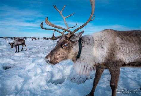 Yamal (AP) | Special Information | Russia | Asia in Global-Geography