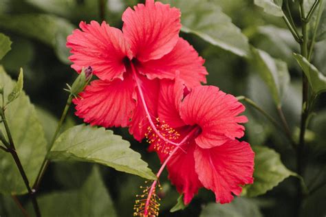 Chinese Roos Hibiscus Rosa Sinensis Van Kweken Tot Snoeien