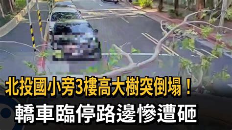 北投國小旁3樓高大樹突倒塌！ 轎車臨停路邊慘遭砸－民視新聞 Youtube