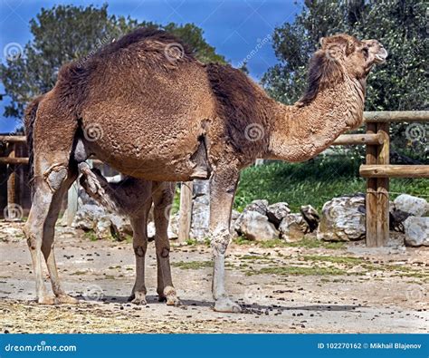 Dromedary camel female 2 stock photo. Image of mighty - 102270162