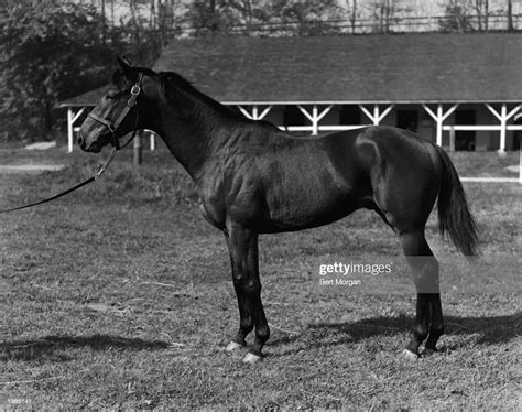 Full-length profile view of race horse Seabiscuit at the stables of ...