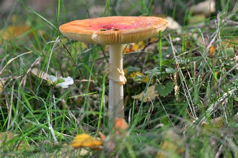 Fliegenpilz Amanita Muscaria 1 Fliegenpilz Amanita Mu Flickr