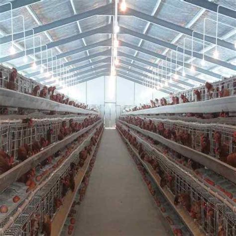 2019 High Quality Large-Scale Modern Poultry Farm Chicken House Design ...