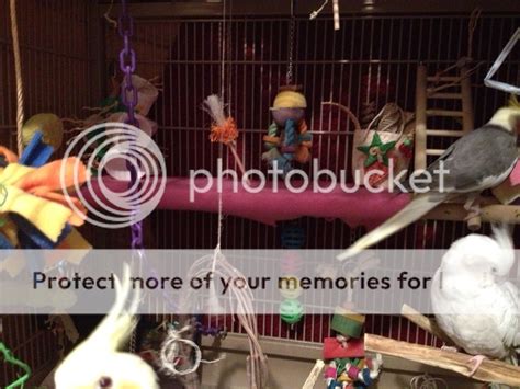 Rearranged the cage. | Avian Avenue Parrot Forum