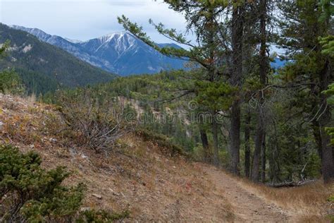 Hiking Trail on Mt. Swansea Near Invermere BC Stock Image - Image of ...