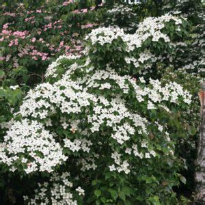 Cornus Kousa Schmetterling Plantentuin Esveld