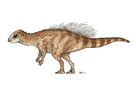 Micropachycephalosaurus Dinosaur