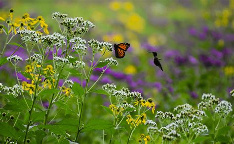 Dammann's Garden Company – Creating a Pollinator-Friendly Garden