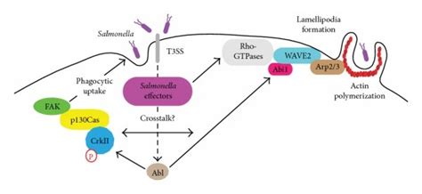 Roles Of Crk Proteins In Bacterial Pathogenesis A Salmonella