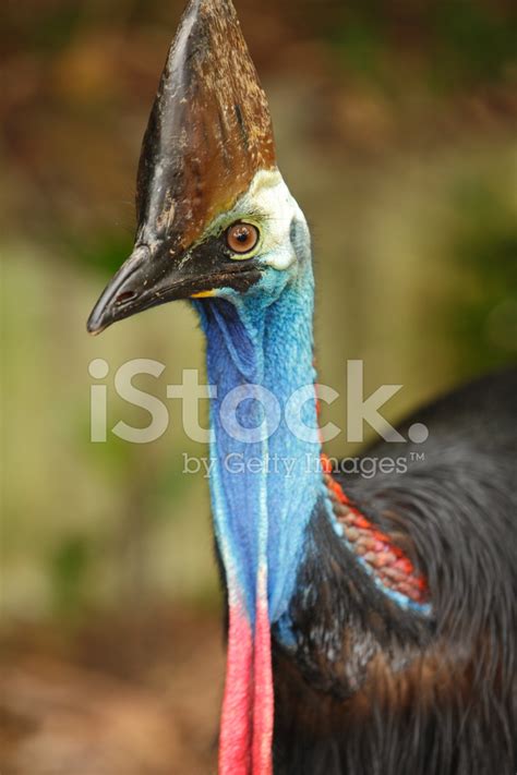 Cassowary Stock Photo | Royalty-Free | FreeImages