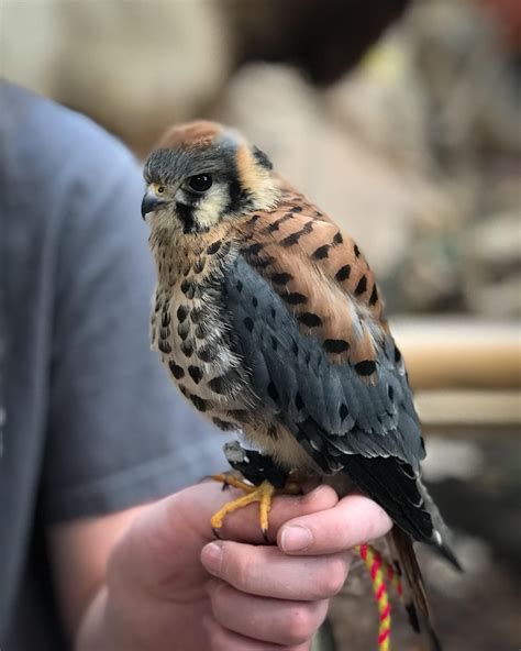 American Kestrel Falconry