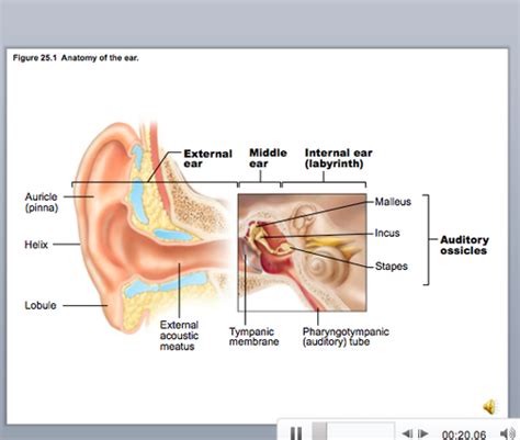 Exercise 25 Hearing And Equilibrium Flashcards Quizlet