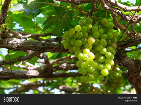 Grapes Tree Stock Image And Photo Free Trial Bigstock