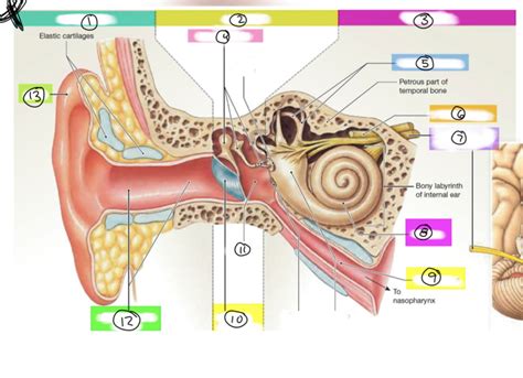 Anatomy Overview Of Outer Middle Inner Ear Diagram Quizlet