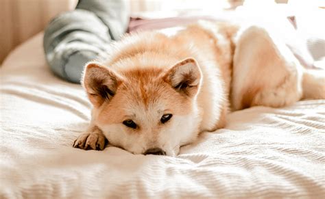 La cystite chez le chien symptômes traitement et prévention