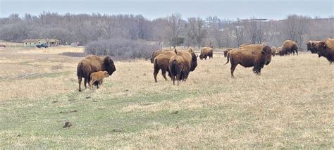 Bison calf born at Blue Mounds State Park in Minnesota