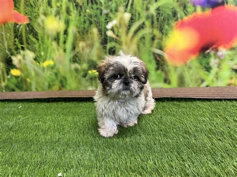 Ce Shih Tzu Est Disponible Shih Tzu Femelle Chiot Vendre