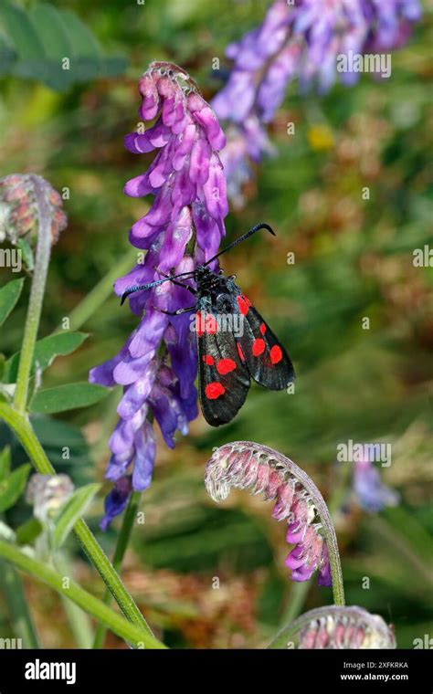 spot burnet moth zygaena trifolii  common vetch vicia sativa