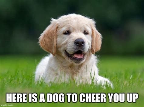 Cute Puppy Meme Cheer Up