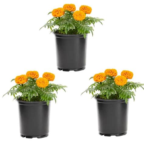 Metrolina Greenhouses 2 Qt Orange Marigold Annual Plant 3 Pack 4969 The Home Depot