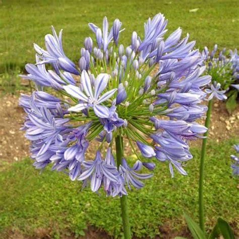 Agapanthus praecox (Lily of the Nile) - position, watering ...