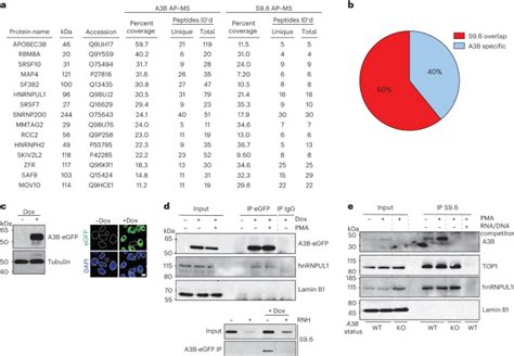 Apobec B Regulates R Loops And Promotes Transcription Associated