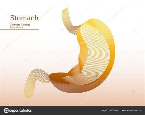 Abstract Yellow Illustration Of Stomach Stock Vector Image By ©pinckace