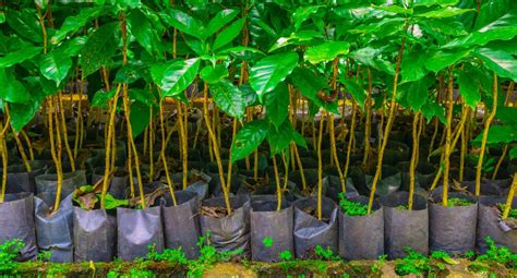 Un Vivero Comunitario Para Frenar La Deforestaci N Conozca C Mo Villa