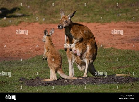 Canguros Comiendo Fotograf As E Im Genes De Alta Resoluci N Alamy